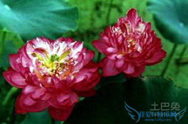 碗莲品种 碗莲品种