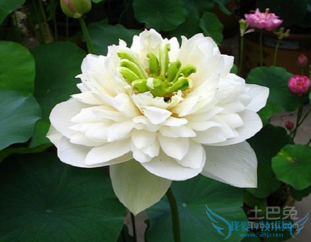 碗莲品种 碗莲品种