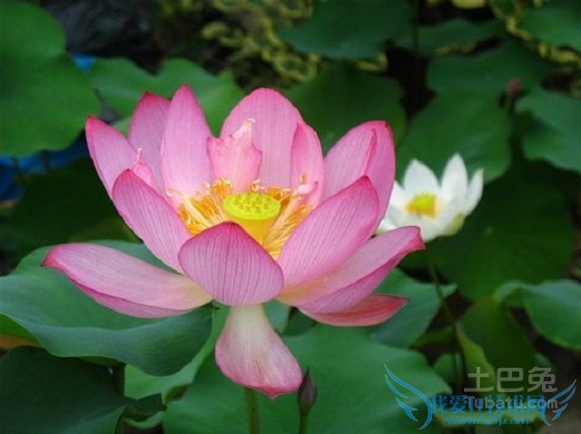 碗莲品种 碗莲品种