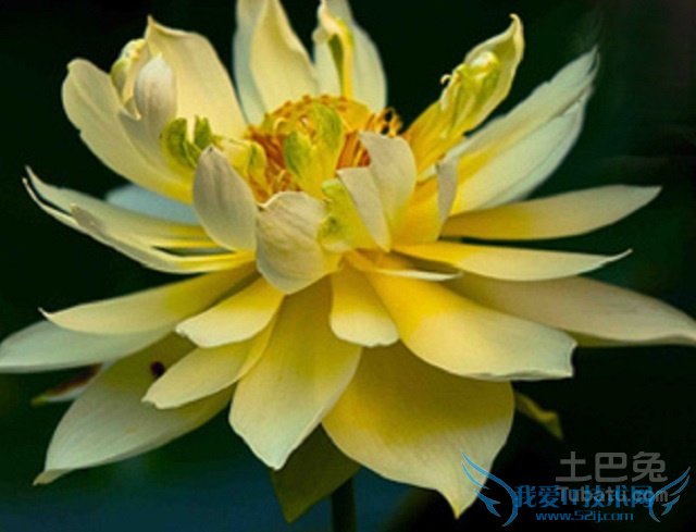 碗莲品种 碗莲品种