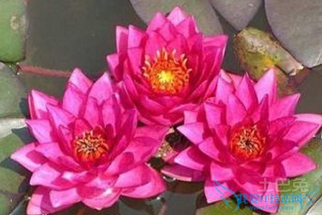 碗莲品种 碗莲品种