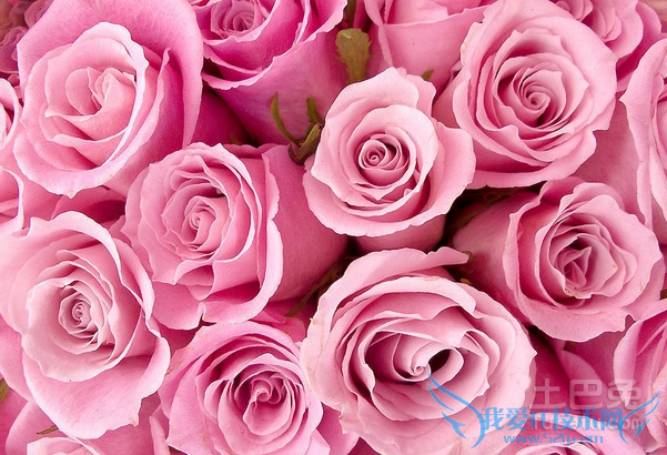 玫瑰数量 玫瑰数量