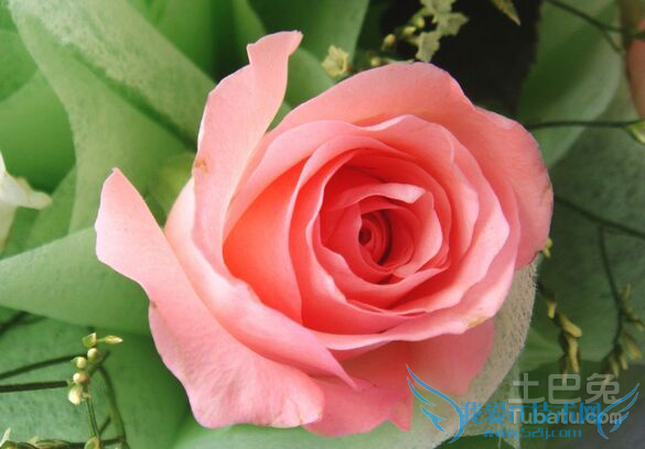 玫瑰数量 玫瑰数量