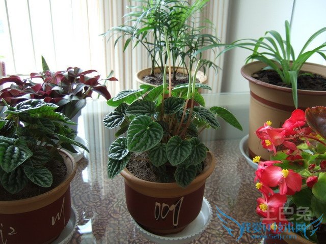 竹节海棠扦插 竹节海棠扦插