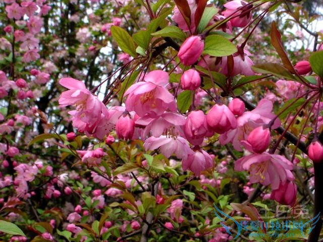 竹节海棠扦插 竹节海棠扦插