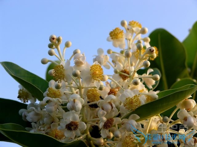 竹节海棠扦插 竹节海棠扦插