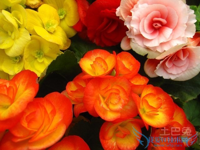 竹节海棠扦插 竹节海棠扦插