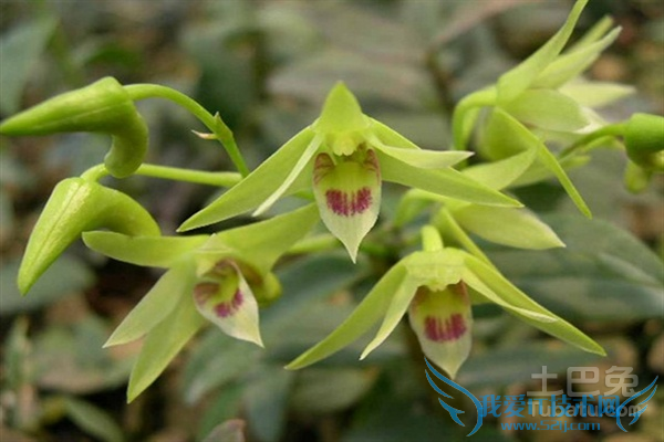 铁皮枫斗的功效与作用