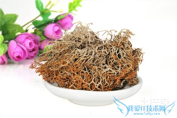 红雪茶的功效与作用 红雪茶的功效与作用