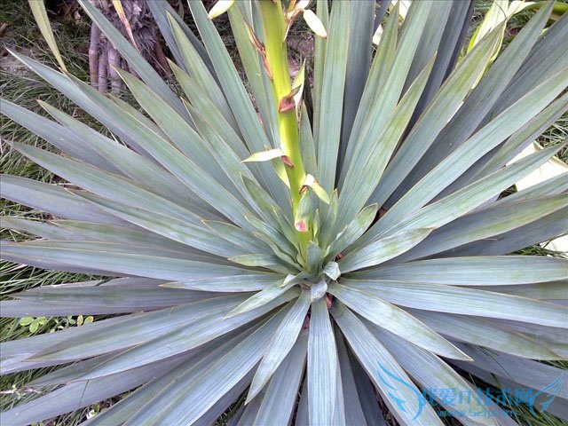 剑麻种植 剑麻种植