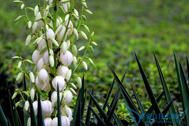 剑麻种植 剑麻种植