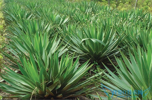 剑麻种植 剑麻种植