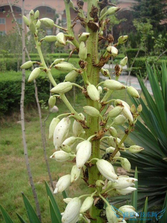 剑麻种植 剑麻种植