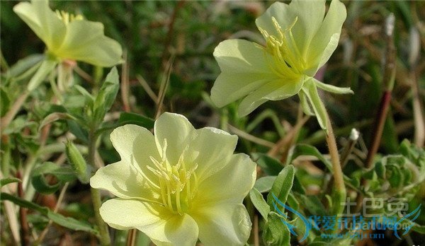 山芝麻的功效与作用