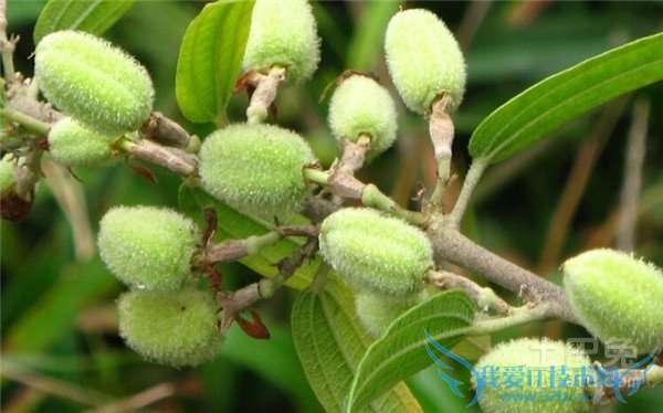 山芝麻的功效与作用