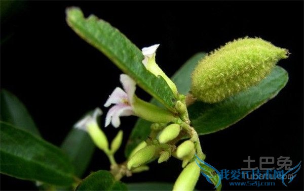 山芝麻的功效与作用