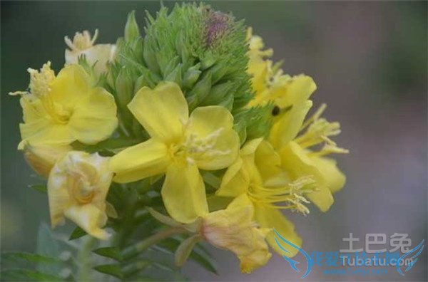 山芝麻的功效与作用