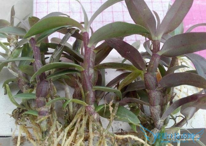 紫皮石斛 紫皮石斛