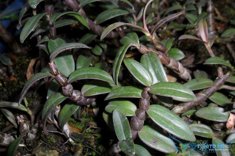 紫皮石斛 紫皮石斛