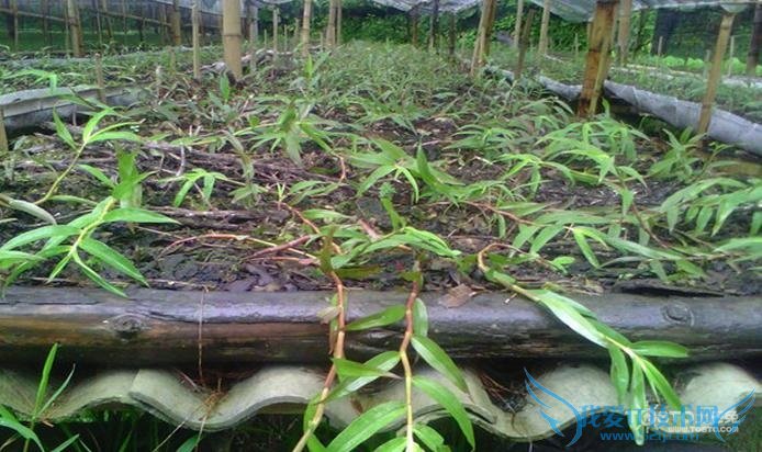 紫皮石斛 紫皮石斛