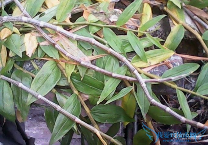 紫皮石斛 紫皮石斛