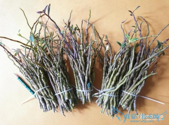 紫皮石斛 紫皮石斛