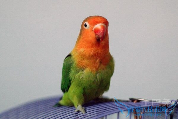 鹦鹉繁殖期 鹦鹉繁殖期