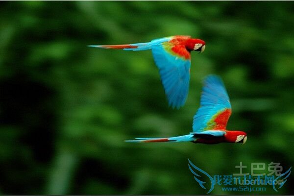 鹦鹉繁殖期 鹦鹉繁殖期