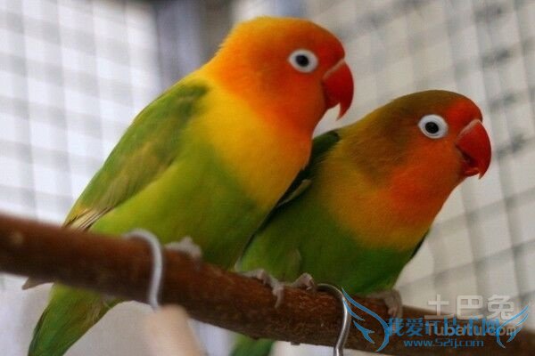 鹦鹉繁殖期 鹦鹉繁殖期