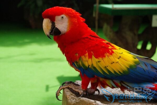 鹦鹉繁殖期 鹦鹉繁殖期