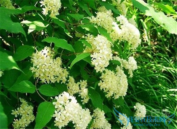 暴马丁香育苗 暴马丁香育苗