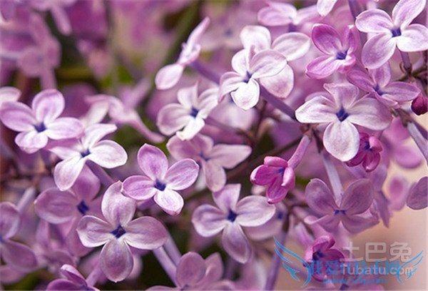 暴马丁香育苗 暴马丁香育苗