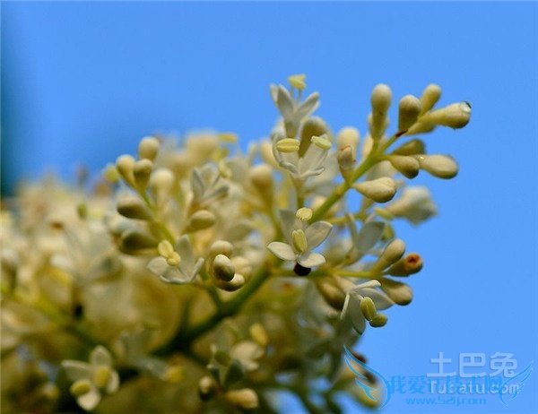 暴马丁香育苗 暴马丁香育苗