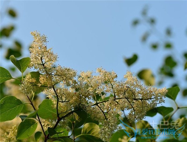 暴马丁香育苗 暴马丁香育苗