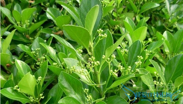 胶东卫矛白粉病 胶东卫矛白粉病