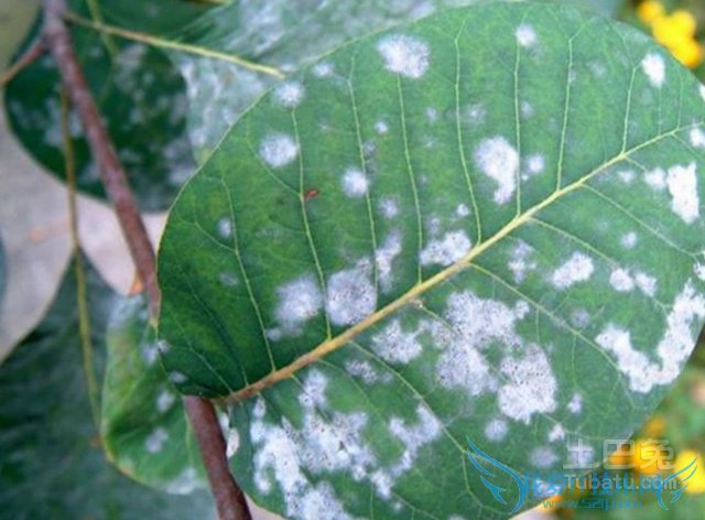 胶东卫矛白粉病 胶东卫矛白粉病