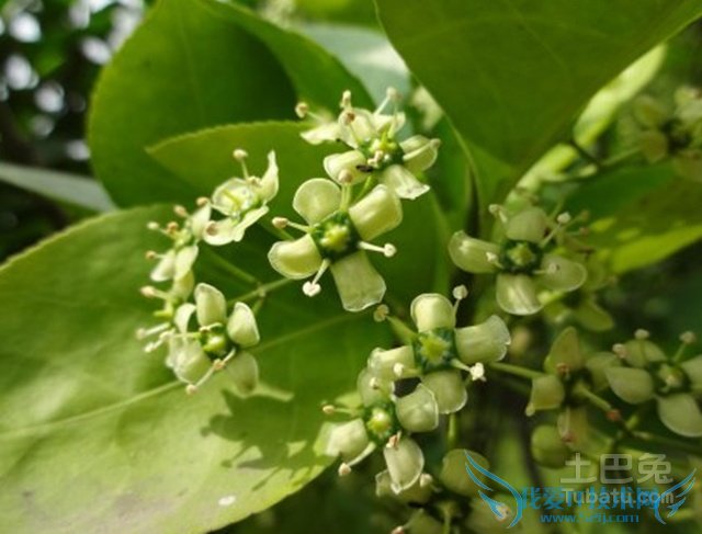 胶东卫矛白粉病 胶东卫矛白粉病