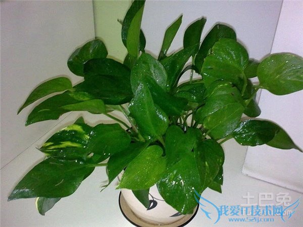 观叶植物盆栽 观叶植物盆栽