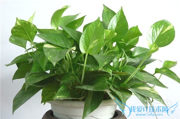 观叶植物盆栽 观叶植物盆栽