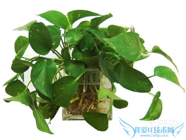 观叶植物盆栽 观叶植物盆栽