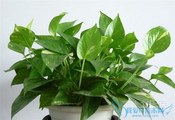 观叶植物盆栽 观叶植物盆栽