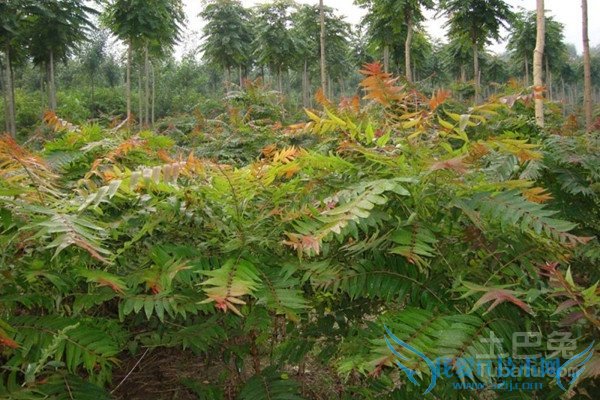 红叶椿图片 红叶椿图片