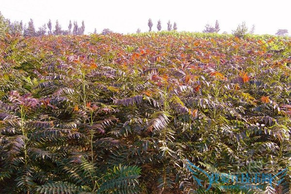 红叶椿图片 红叶椿图片