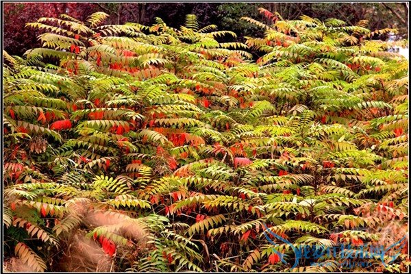 红叶椿图片 红叶椿图片