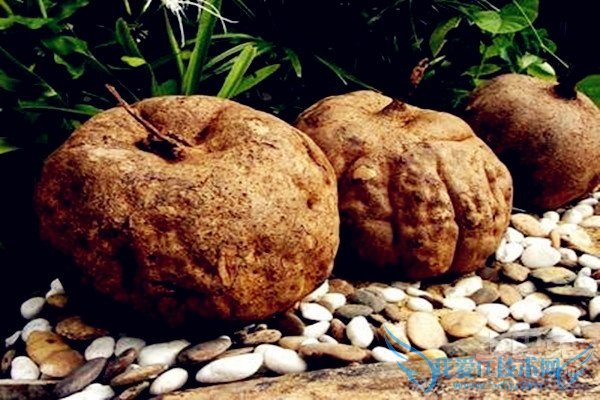 Ò°¸ð¸ùµÄ×÷ÓÃÓ빦Ч Ò°¸ð¸ùµÄ×÷ÓÃÓ빦Ч