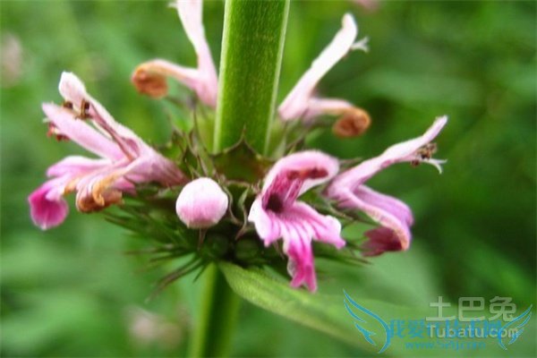 茺蔚子的功效与作用