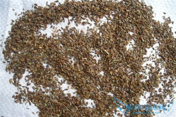 茺蔚子的功效与作用