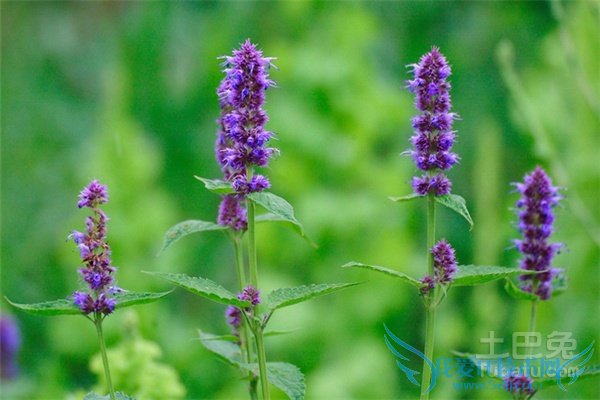 茺蔚子的功效与作用