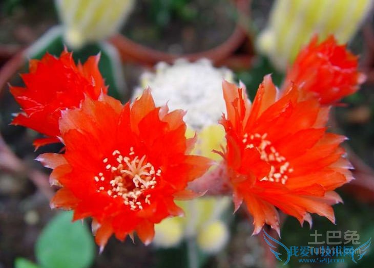 仙人球的花语 仙人球的花语