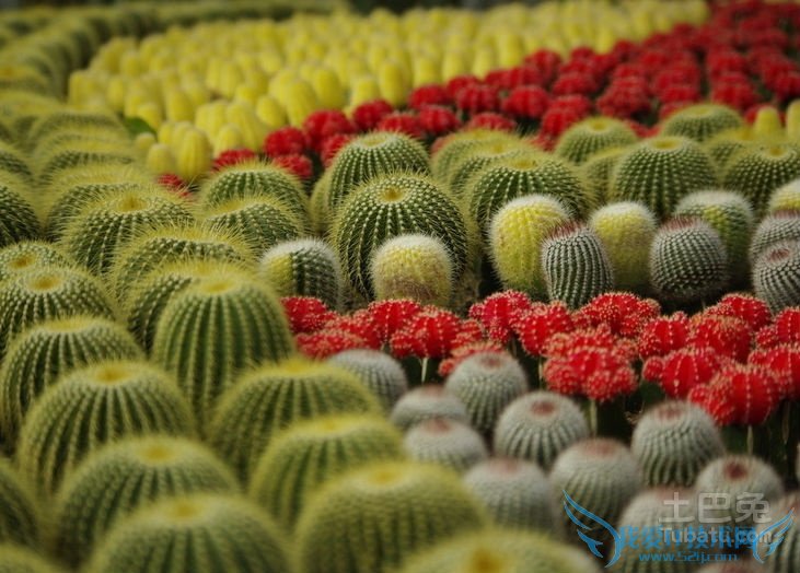 仙人球的花语 仙人球的花语